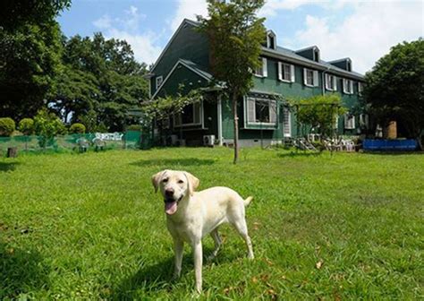 伊豆 犬と泊まれる宿 露天風呂付き客室: ペットと共に過ごす贅沢な時間